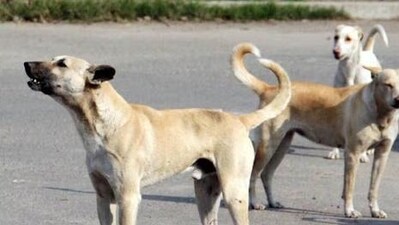 The Centre last month said that more than 37 lakh cases of dog bites and 54 suspected human rabies deaths had been reported in 2024. (HT Photo)