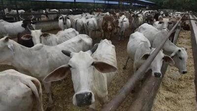 The scheme is structured to ensure proper care of stray and abandoned cattle, while also providing a regular income source to cowherds and cattle attendants. (HT photo/ Representative photo) The scheme is structured to ensure proper care of stray and abandoned cattle, while also providing a regular income source to cowherds and cattle attendants. (HT photo/ Representative photo)