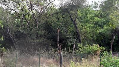 Trees at Chhattarpur. (Arvind Yadav/HT Photo)