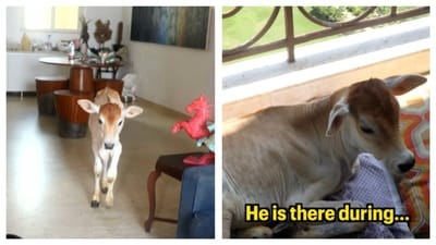 Mr Alex is a well-behaved rescue calf who loves pretty balcony views. (PC: IG/@saianimalactivist) Mr Alex is a well-behaved rescue calf who loves pretty balcony views. (PC: IG/@saianimalactivist)