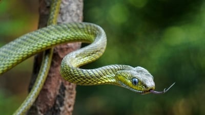 It is good to be aware of first aid steps if a snake bites you in the monsoon. (Shutterstock) It is good to be aware of first aid steps if a snake bites you in the monsoon. (Shutterstock)