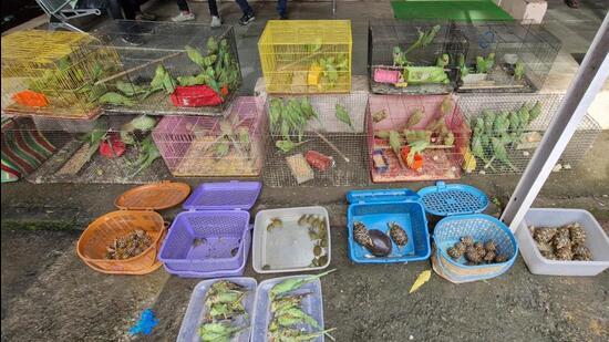 Over 200 protected birds, reptiles rescued from Crawford Market in major wildlife crackdown, one held