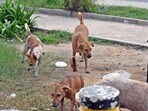 Animal welfare groups have argued that the directive contradicts the Animal Birth Control (Dogs) Rules, 2023, which require sterilised and vaccinated dogs to be returned to their original territories. (HT Archives) Animal welfare groups have argued that the directive contradicts the Animal Birth Control (Dogs) Rules, 2023, which require sterilised and vaccinated dogs to be returned to their original territories. (HT Archives)