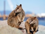 Animal_1754894208213