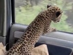 A leopard cub got a car ride to forest officers in Himachal Pradesh 