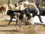 The court's move is aimed at removing stray dogs from public spaces.