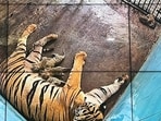 Tigress Aditi with the litter. (HT)