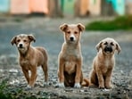 The order came during the hearing of a suo motu case on the alarming rise in stray dog bite incidents in the national capital. The order came during the hearing of a suo motu case on the alarming rise in stray dog bite incidents in the national capital.