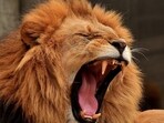 The Copenhagen Zoo, in 2014, killed an 18-month-old giraffe and fed it to lions. Image for representation The Copenhagen Zoo, in 2014, killed an 18-month-old giraffe and fed it to lions. Image for representation