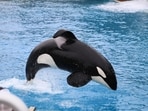 Orcas, known as killer whales, are highly intelligent, social predators. Image for representation