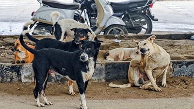 The Supreme Court directed that all stray dogs in Delhi and the National Capital Region (NCR) be rounded up within eight weeks and housed in dedicated dog shelters. (ANI) The Supreme Court directed that all stray dogs in Delhi and the National Capital Region (NCR) be rounded up within eight weeks and housed in dedicated dog shelters. (ANI)