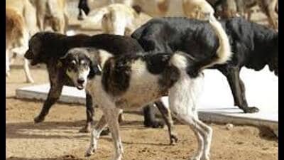 According to Lucknow Municipal Corporation (LMC) records, the city has about 80,000 stray dogs. (Sourced)