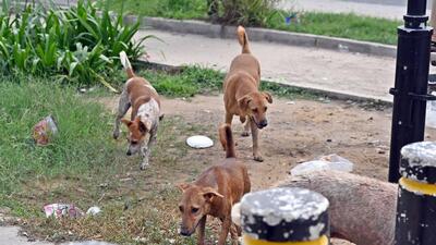 Animal welfare groups have argued that the directive contradicts the Animal Birth Control (Dogs) Rules, 2023, which require sterilised and vaccinated dogs to be returned to their original territories. (HT Archives)