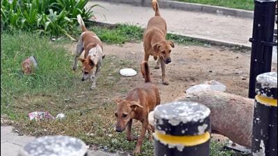Neither the court nor the government have been as activist about stray cattle, which have caused at least a few road accidents in recent months. (Sanjeev Verma/HT Photo)