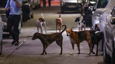 The Supreme Court of India has directed that all stray dogs across Delhi-NCR should be picked up withing eight weeks and housed in shelters. (PTI) The Supreme Court of India has directed that all stray dogs across Delhi-NCR should be picked up withing eight weeks and housed in shelters. (PTI)