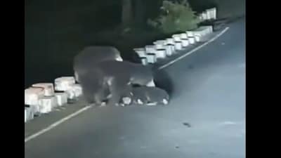 IFS officer Parveen Kaswan’s video showed a grieving bear mother attempting to save her cub hit by a speeding vehicle on a forest stretch. (X/@ParveenKaswan) IFS officer Parveen Kaswan’s video showed a grieving bear mother attempting to save her cub hit by a speeding vehicle on a forest stretch. (X/@ParveenKaswan)