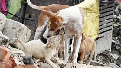 Stray dogs in Delhi on Monday. (Sanjeev Verma/HT Photo) Stray dogs in Delhi on Monday. (Sanjeev Verma/HT Photo)