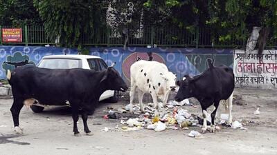 The continued presence of a large number of stray cattle is linked with lax enforcement. (Sanjeev Verma/HT) The continued presence of a large number of stray cattle is linked with lax enforcement. (Sanjeev Verma/HT)