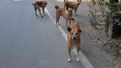 The last dog survey conducted in Delhi was by the erstwhile South Municipal Corporation of Delhi (MCD) in 2016. (Representative photo/HT Archive) The last dog survey conducted in Delhi was by the erstwhile South Municipal Corporation of Delhi (MCD) in 2016. (Representative photo/HT Archive)