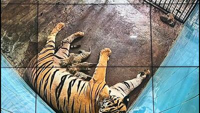 Tigress Aditi with the litter. (HT) Tigress Aditi with the litter. (HT)