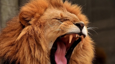 The Copenhagen Zoo, in 2014, killed an 18-month-old giraffe and fed it to lions. Image for representation (Pixabay) The Copenhagen Zoo, in 2014, killed an 18-month-old giraffe and fed it to lions. Image for representation (Pixabay)