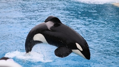 Orcas, known as killer whales, are highly intelligent, social predators. Image for representation (Pixabay)