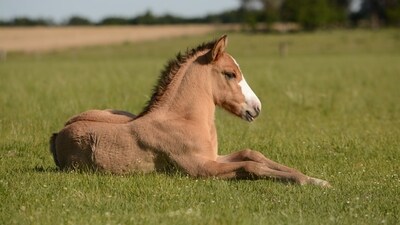 A woman claims she donated her daughter’s pony to Aalborg Zoo in Denmark. (UnSplash) A woman claims she donated her daughter’s pony to Aalborg Zoo in Denmark. (UnSplash)