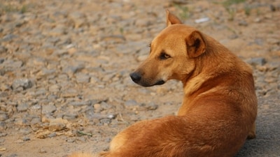 The Supreme Court, hearing a suo motu case over dog bites in national capital, directed that no stray canines will be released back. (Pixabay/Representative) The Supreme Court, hearing a suo motu case over dog bites in national capital, directed that no stray canines will be released back. (Pixabay/Representative)