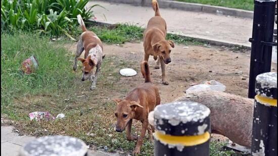 Neither the court nor the government have been as activist about stray cattle, which have caused at least a few road accidents in recent months. (Sanjeev Verma/HT Photo)