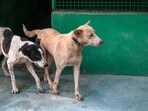 Rescued and stray dogs were seen at the Shivalaya Animal Wellness Centre, located within the House of Stray Animals (HSA) in Sector 135, Noida Rescued and stray dogs were seen at the Shivalaya Animal Wellness Centre, located within the House of Stray Animals (HSA) in Sector 135, Noida