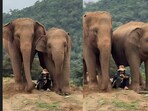 A serene video of a woman sitting with two elephants went viral.