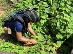 A Thai military engineer is seen removing an anti-personnel mine that Thai authorities allege was planted by Cambodian soldiers in Phu Ma Kheua