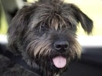 The Supreme Court ruling on Monday had outright rejected the idea of stray dogs being adopted. It focused solely on relocation of community dogs and made no specific directive on pet dog registration. (AFP/Representational image)