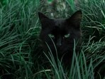Can you find all four cats in the viral optical illusion? Can you find all four cats in the viral optical illusion?