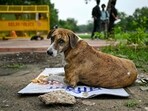 Supreme Court on August 11 ordered the removal of tens of thousands of stray dogs from Delhi-NCR, citing public safety concerns Supreme Court on August 11 ordered the removal of tens of thousands of stray dogs from Delhi-NCR, citing public safety concerns
