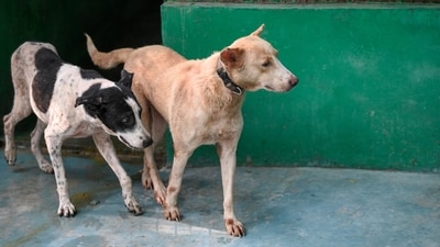 Rescued and stray dogs were seen at the Shivalaya Animal Wellness Centre, located within the House of Stray Animals (HSA) in Sector 135, Noida (Sunil Ghosh / Hindustan Times) Rescued and stray dogs were seen at the Shivalaya Animal Wellness Centre, located within the House of Stray Animals (HSA) in Sector 135, Noida (Sunil Ghosh / Hindustan Times)