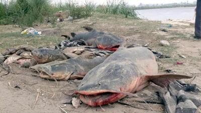 Countless fish and other aquatic animals were found dead in Beas river on May 17, 2018, allegedly due to water contamination caused by release of the molasses (byproduct obtained from refining of sugarcane) stored on compound of Chadha Sugar Industries Private Limited, located at Kiri Afgana village near Sri Hargobindpur in Gurdaspur district. (HT File) Countless fish and other aquatic animals were found dead in Beas river on May 17, 2018, allegedly due to water contamination caused by release of the molasses (byproduct obtained from refining of sugarcane) stored on compound of Chadha Sugar Industries Private Limited, located at Kiri Afgana village near Sri Hargobindpur in Gurdaspur district. (HT File)