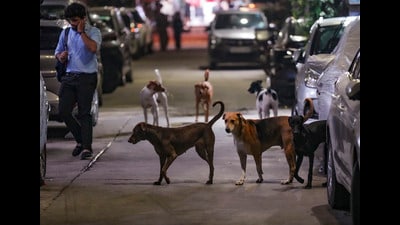 Delhi lacks permanent shelters that can offer lifetime care to strays and has only 20 animal birth control centres for temporary stays, which can together accommodate a maximum of 4,000-5,000 animals. (PTI) Delhi lacks permanent shelters that can offer lifetime care to strays and has only 20 animal birth control centres for temporary stays, which can together accommodate a maximum of 4,000-5,000 animals. (PTI)