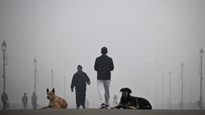 The judges said removing dogs from the streets is the only way to make children and elderly people feel safe. (AFP) The judges said removing dogs from the streets is the only way to make children and elderly people feel safe. (AFP)