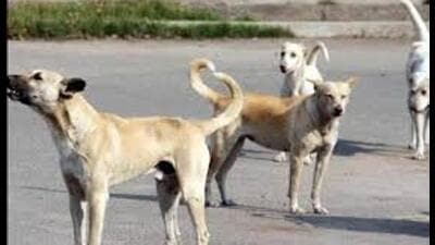 It was said that due to the increasing number of stray dogs, their aggression has also increased. (For Representation) It was said that due to the increasing number of stray dogs, their aggression has also increased. (For Representation)