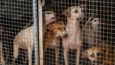The court took action after a sharp rise in stray dog attacks in the Delhi-NCR region. (PTI) The court took action after a sharp rise in stray dog attacks in the Delhi-NCR region. (PTI)