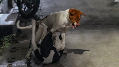 No captured dogs will be released back onto the streets. (PTI) No captured dogs will be released back onto the streets. (PTI)