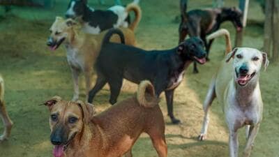 Rescued dogs at an ABC centre. (HT Photo) Rescued dogs at an ABC centre. (HT Photo)