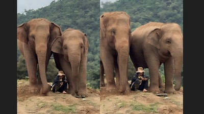 A serene video of a woman sitting with two elephants went viral. (Instagram/lek_chailert) A serene video of a woman sitting with two elephants went viral. (Instagram/lek_chailert)