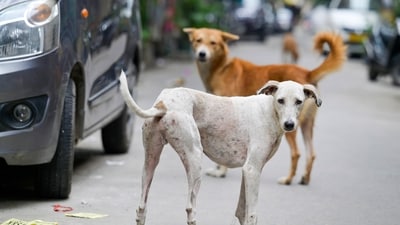 Civic bodies in Delhi-NCR have been told to set up dog shelters quickly to meet the 8-week deadline. (RAJ K RAJ /HT PHOTO) Civic bodies in Delhi-NCR have been told to set up dog shelters quickly to meet the 8-week deadline. (RAJ K RAJ /HT PHOTO)