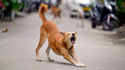 The court also criticised the practice under the Animal Birth Control (ABC) Rules that mandates the release of sterilised dogs back into the same locality. (RAJ K RAJ /HT PHOTO) The court also criticised the practice under the Animal Birth Control (ABC) Rules that mandates the release of sterilised dogs back into the same locality. (RAJ K RAJ /HT PHOTO)