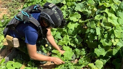 A Thai military engineer is seen removing an anti-personnel mine that Thai authorities allege was planted by Cambodian soldiers in Phu Ma Kheua (AP) A Thai military engineer is seen removing an anti-personnel mine that Thai authorities allege was planted by Cambodian soldiers in Phu Ma Kheua (AP)