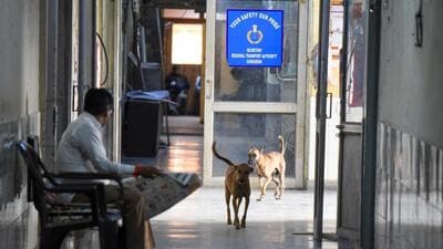 The MCG has announced plans for a large-capacity shelter for 5,000 animals, with joint commissioner Piyawan Singh tasked with preparing a detailed project plan (Parveen Kumar/HT Photo) The MCG has announced plans for a large-capacity shelter for 5,000 animals, with joint commissioner Piyawan Singh tasked with preparing a detailed project plan (Parveen Kumar/HT Photo)
