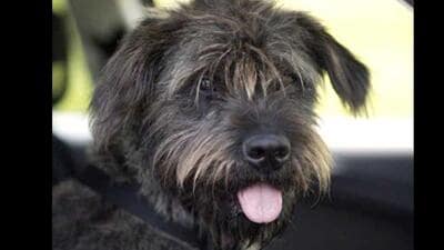 The Supreme Court ruling on Monday had outright rejected the idea of stray dogs being adopted. It focused solely on relocation of community dogs and made no specific directive on pet dog registration. (AFP/Representational image)