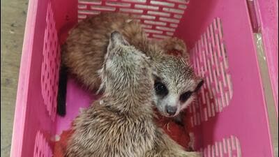 The animals will be deported as per guidelines issued by the Directorate General of Civil Aviation on July 23 The animals will be deported as per guidelines issued by the Directorate General of Civil Aviation on July 23
